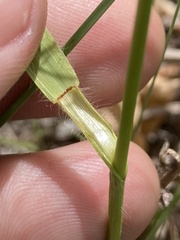 Bromus kalmii