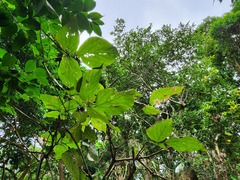 Dendrocnide kotoensis