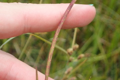 Hemarthria altissima