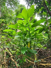 Dendrocnide kotoensis