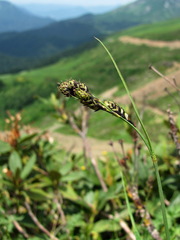 Carex caucasica