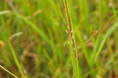 Hemarthria altissima