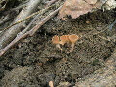 Ciboria amentacea