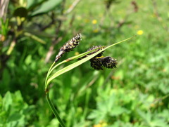 Carex caucasica