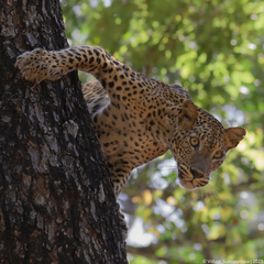 Panthera pardus kotiya