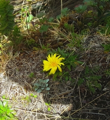 Hypochaeris sessiliflora