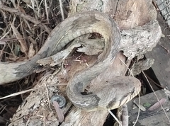 Toxicodryas blandingii