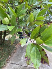 Prunus caroliniana