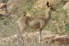 Oreotragus oreotragus tyleri