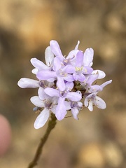 Pseudoselago spuria