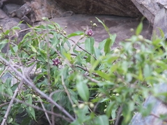 Periploca sepium