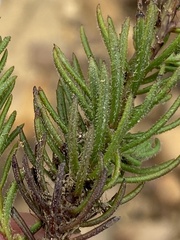 Pseudoselago spuria