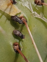 Stictomyia longicornis