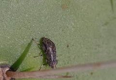 Stictomyia longicornis