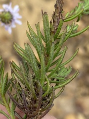 Pseudoselago spuria