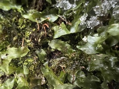 Pallavicinia lyellii