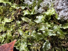 Pallavicinia lyellii