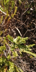 Struthiola striata