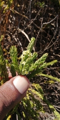 Struthiola striata