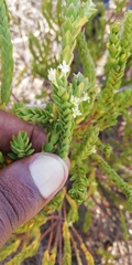Struthiola striata