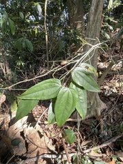 Smilax lanceifolia