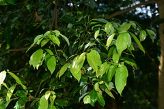 Cryptocarya chinensis