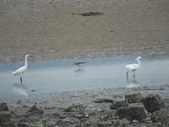 Egretta eulophotes