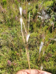 Andropogon eucomus