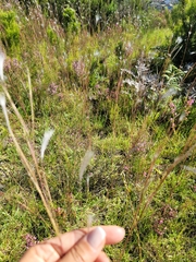 Andropogon eucomus