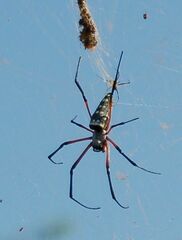 Trichonephila sumptuosa