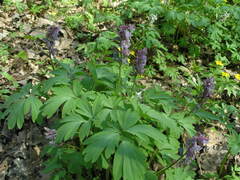Corydalis cava