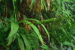 Calanthe lyroglossa
