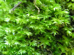 Plagiothecium cavifolium