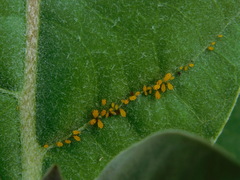 Aphis nerii