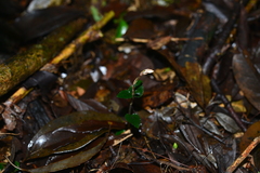 Odontochilus nanlingensis