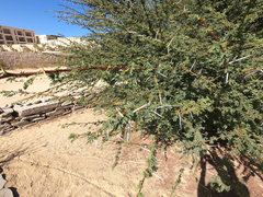 Vachellia tortilis raddiana