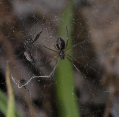 Araneae