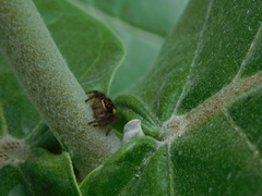 Carrhotus