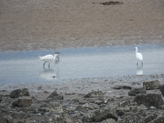 Egretta eulophotes
