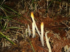 Clavaria fragilis vermicularis