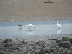 Egretta eulophotes