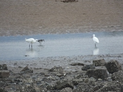 Egretta eulophotes