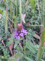 Stachys grandidentata