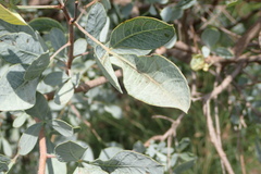 Searsia zeyheri
