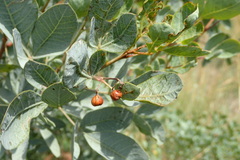 Searsia zeyheri