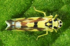 Eupteryx atropunctata
