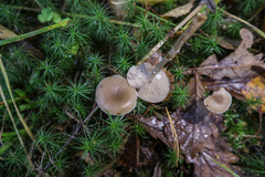 Clitocybe vibecina