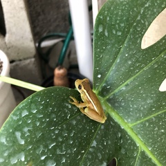 Trachycephalus mesophaeus