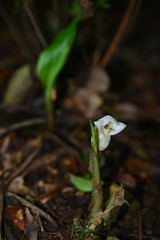 Acanthophippium striatum