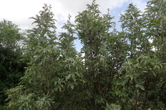 Vitex zeyheri